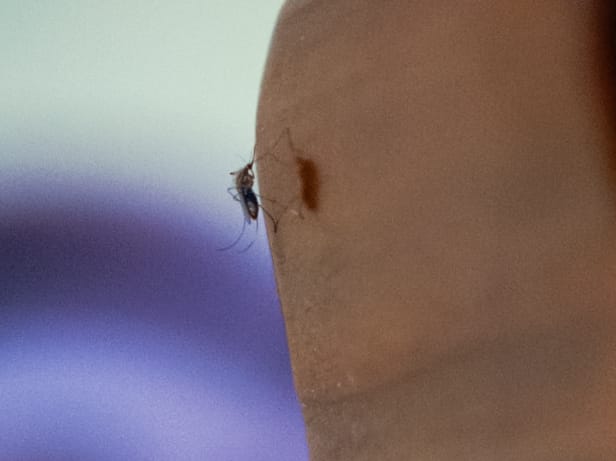 Mosquito hembra de la especie Aedes aegypti 