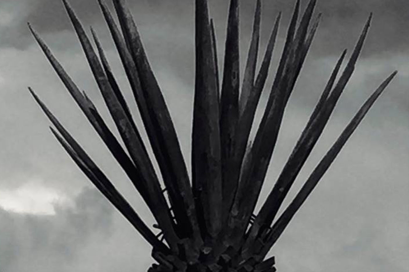 Maguey