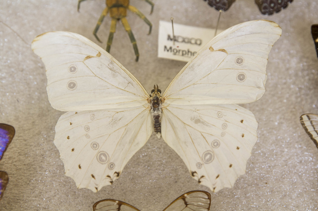 Mariposa