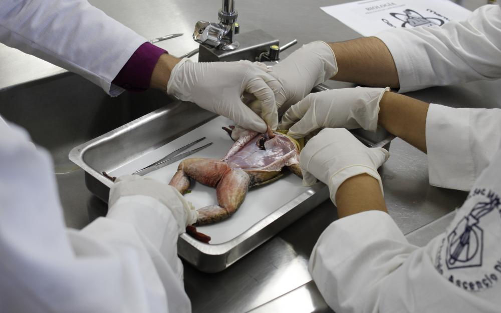 Manos manipulan cadaver de una rana