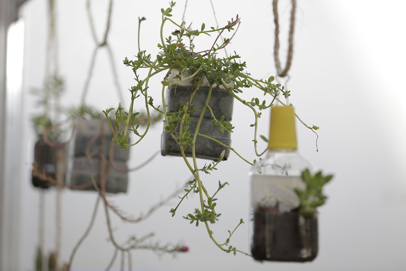 Plantas