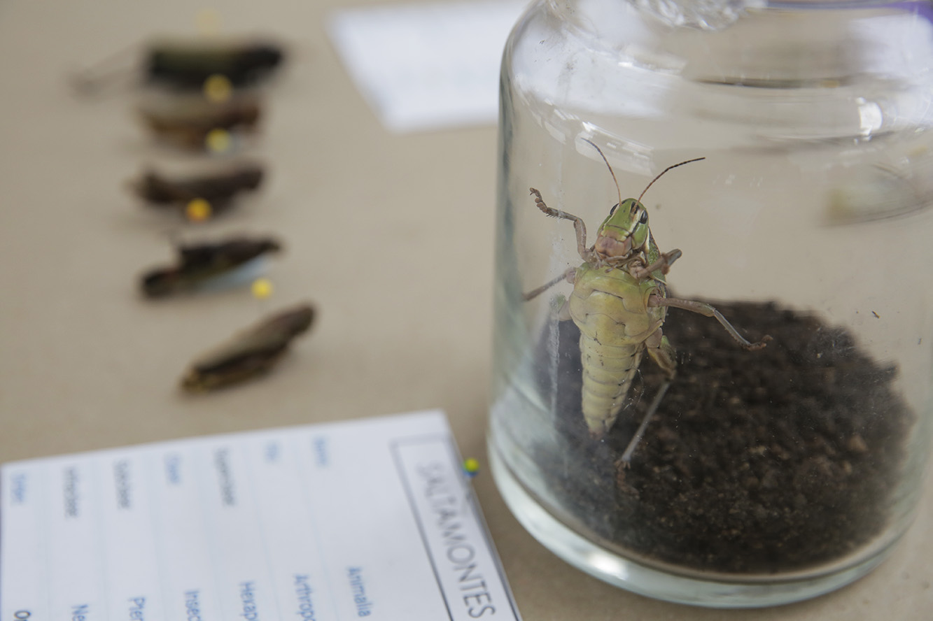 Saltamontes