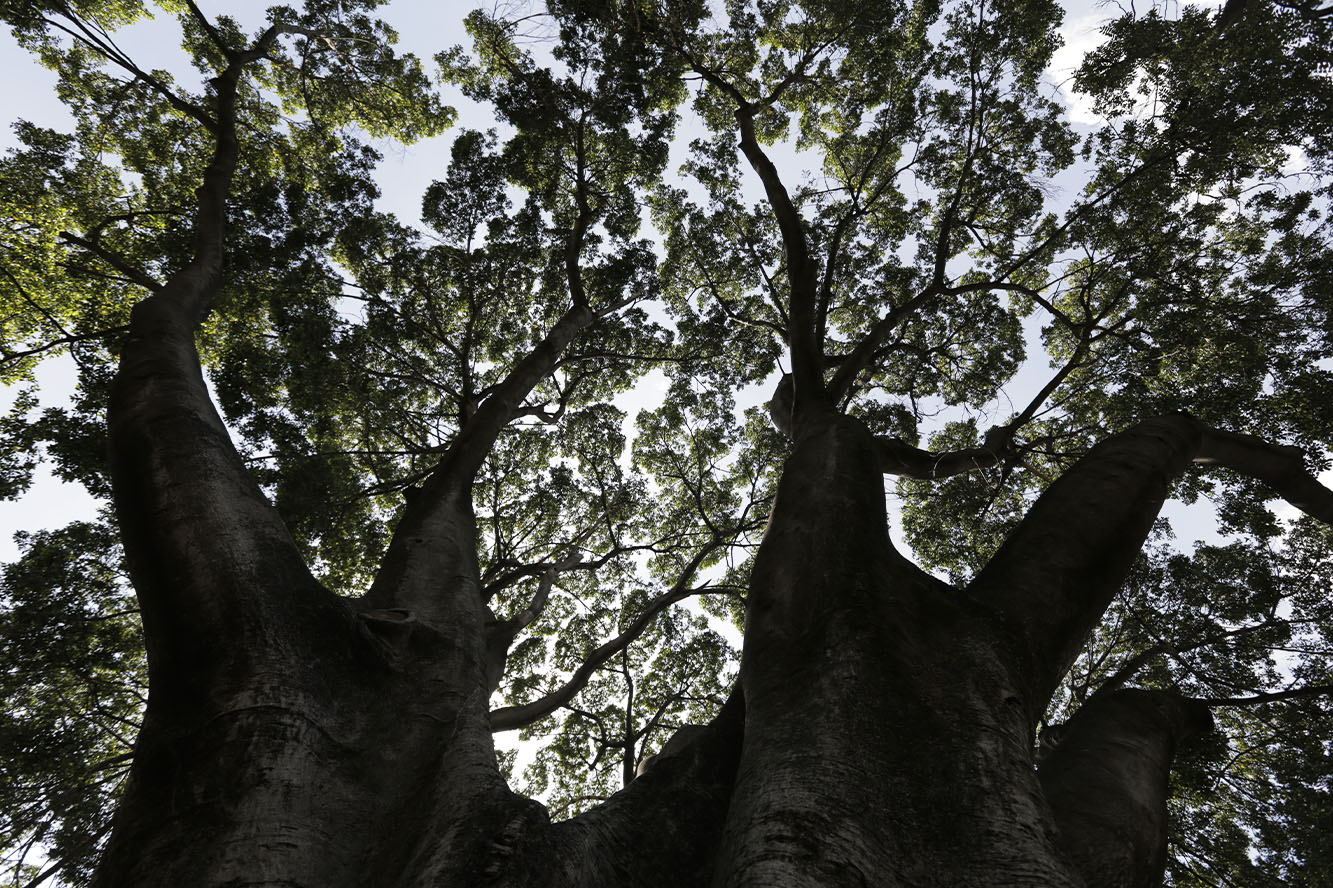 Copa de árbol