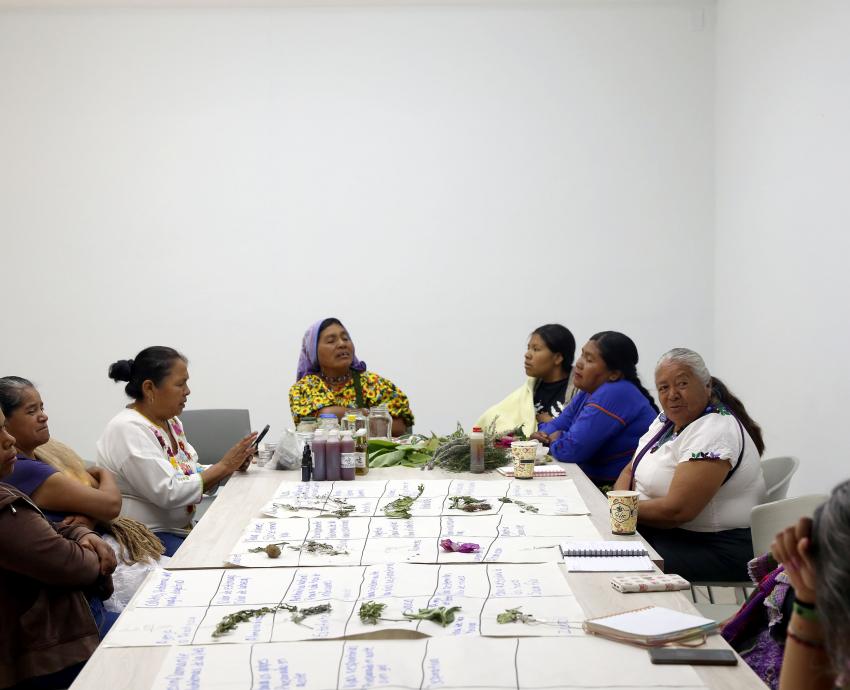 Grupo de personas sentadas en un a mesa con plantas medicinales