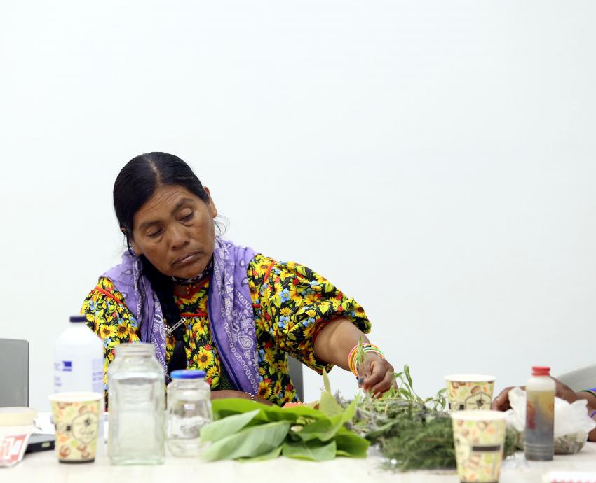 Mujer adulta mayor sentada manipula plantas medicinales en una mesa