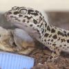 Reptil