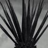 Maguey