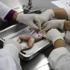 Manos manipulan cadaver de una rana